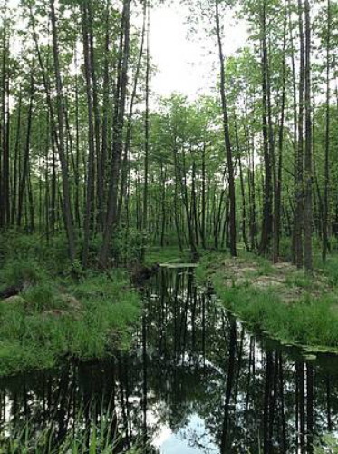 Image - The Dnipro-Teteriv Game Preserve